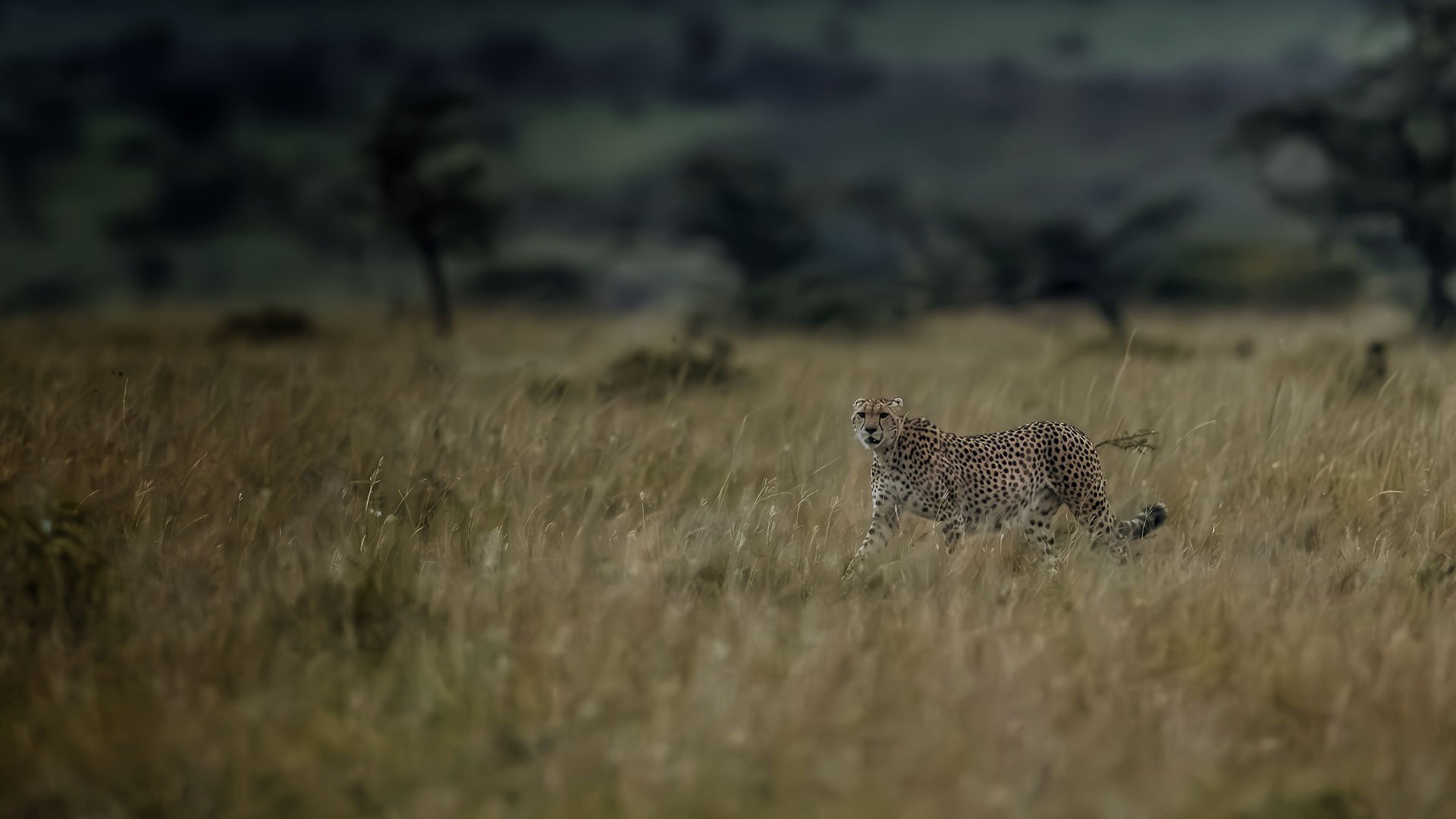 Serengeti Explorer